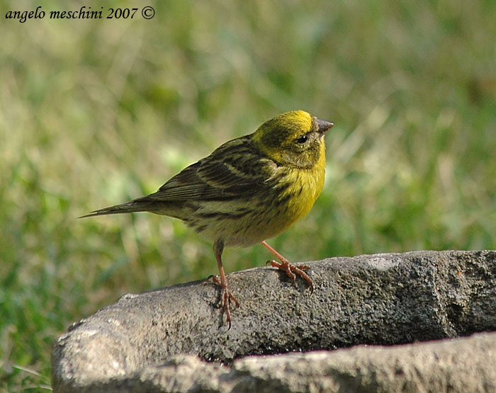 Un Verzellino e altri Fringillidae assetati.